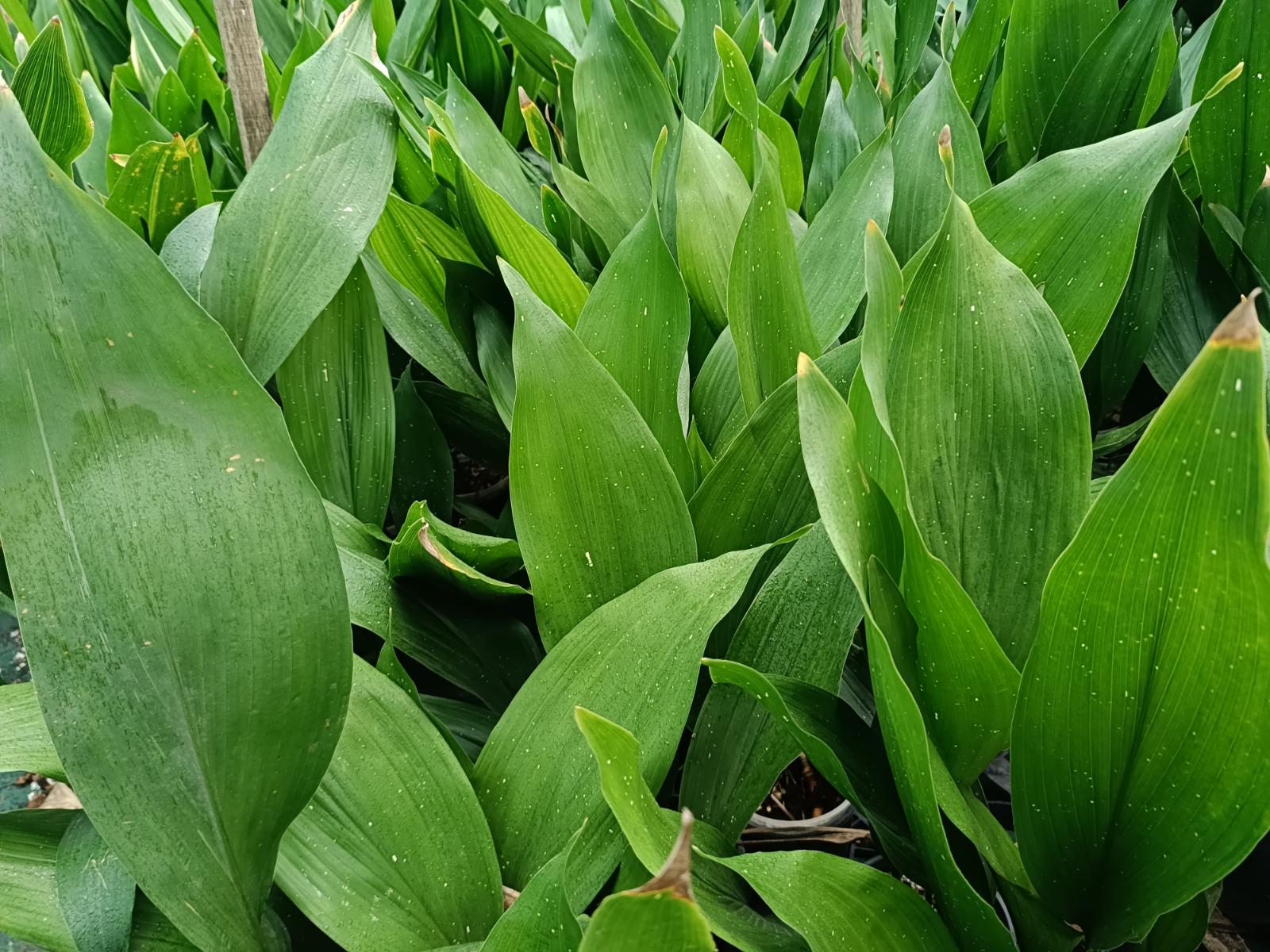 Aspidistra elatior 